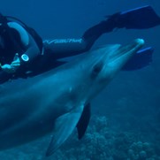 Marine Life